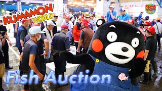 Kumamon Getting Fish at the Auction kumamon tasakimarket sushi [upl. by Gorman]