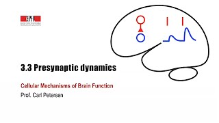 33 Presynaptic dynamics [upl. by Carter230]