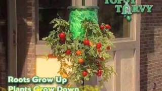 Topsy Turvy Tomato Tree  As Seen on TV Network [upl. by Essyle]