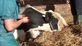 cow having a difficult calving and milk fever [upl. by Auqinahc674]