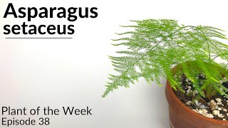 How To Care For Asparagus setaceus Asparagus Fern  Plant Of The Week Ep 38 [upl. by Adnirem185]