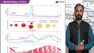 Menstrual Cycle  Female reproductive cycle [upl. by Ezara]