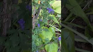 Monkshood blooms in fall with golden hosta monkshood hosta fallcolors [upl. by Llyrehc]