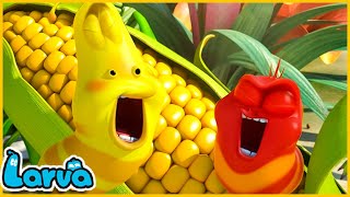 LARVA SEASON 1 EPISODE 584700  HILARIOUS CARTOON MEMES  LARVA TERBARU 2024 [upl. by Sanfourd]