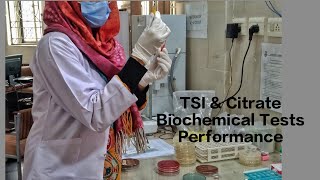 TSI amp Citrate test Biochemical Tests Pathologylab Microbiology practical [upl. by Iosep]