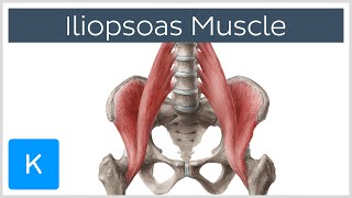 Iliopsoas Muscle Action  Function Anatomy amp Innervation  Human Anatomy  Kenhub [upl. by Izmar853]