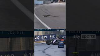 Throw back to the Lizard Invasion at the Singapore F1 GP 🦎😂formula1 [upl. by Berkeley819]