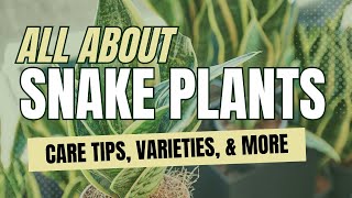 Ultimate Snake Plant Sansevieria Guide Care Types and Benefits Explained [upl. by Tesler794]