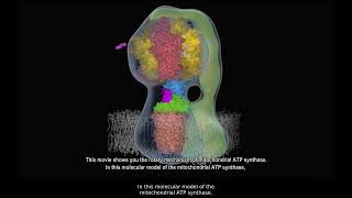 Rotating ATP Synthase [upl. by Yessej]