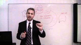 Immunology T Cells Lecture 7 part 24 [upl. by Jarred]