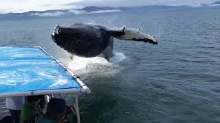 Humpback Whale Breaches Next to Boat [upl. by Yesiad]