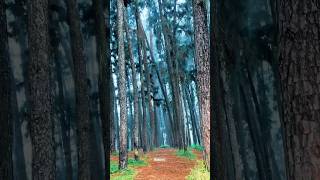 Pine Forest Subscribe [upl. by Marou150]