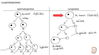 La gamétogenèse [upl. by Yelekreb]