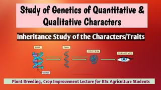 Study of genetics of quantitative and qualitative character inheritance study of characters\traits [upl. by Euqinad]