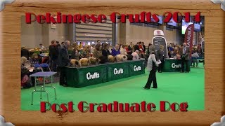 Pekingese Crufts 2014 Post Graduate Dog [upl. by Ahsii223]