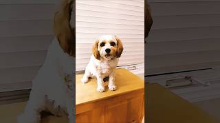 Magic in the Hamptons blooper milo trend funnydogs bloopers shorts [upl. by Alban]