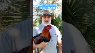 MAKE CHICKENS GREAT AGAIN FreeRange Survival Chickens are the Future of Poultry chicken [upl. by Heringer]