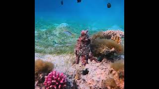 Snorkeling Egypt Red Sea Marsa Alam  three corners fayrouz plaza beach resort Marsa Mubarak [upl. by Arianna]