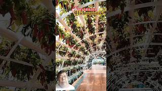 Tanaman hidroponik modern plants hidroponik kebunsayuran berkebun feedshort [upl. by Asiram]