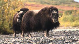 Musk Ox Video Footage [upl. by Mighell]