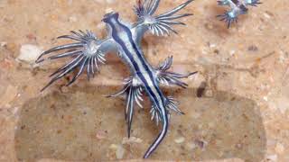 glaucus atlanticus [upl. by Kurr]