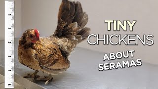 About Serama Chickens What to know  Cool exotic chickens you can buy rn [upl. by Tilly]