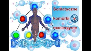 Komórki Macierzyste  Somatyczne komórki macierzyste  Wykład 2 [upl. by Naitsabas]