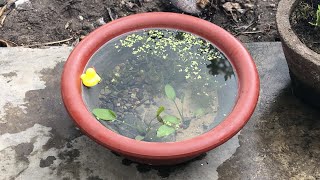 How to Build a Container Water Garden [upl. by Dahs]