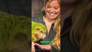 Meet the Adorable Kakapo New Zealands Unique Parrotfacts viralvideo animalfacts [upl. by Ardnoek]