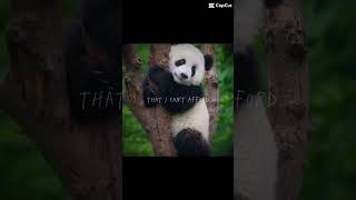 Panda no wind resistance lyrics panda lyrics music shorts cute [upl. by Nadeen]