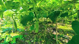 Agriculture in Chitwan Nepal  Farming Nepal [upl. by Newlin]