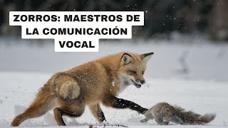 ZORROS MAESTROS DE LA COMUNICACIÓN VOCAL [upl. by Annodal68]