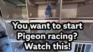 Get Ready to Win with These Easy PIGEON RACING Tips [upl. by Sephira134]