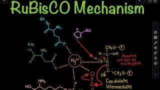 RuBisCO Carboxylation Mechanism in the Calvin Cycle  Biochemistry [upl. by Alba]