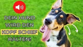 Geräusche damit dein Hund den Kopf neigt 🐶 [upl. by Imtiaz]