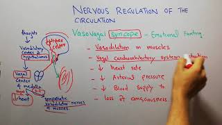 CVS physiology 118 Vasovagal syncope Emotional fainting [upl. by Desmund136]