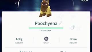 First Ever Shiny Poochyena POKÉMON GO [upl. by Oeram]