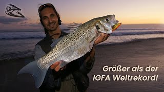 Rekord Gefleckter Wolfsbarsch Gran Canaria  Spotted Seabass vom Strand [upl. by Anifesoj834]