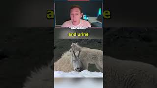 Urine Addicted Goats [upl. by Ellezaj619]