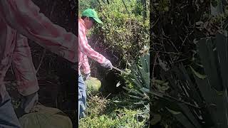 Policultivo en agave shortvideo agricultura [upl. by Grath]