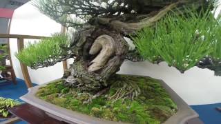 2468 The 8th WORLD BONSAI CONVENTIONSAITAMA CITY vol5 ～世界盆栽大会2017 [upl. by Anawk]