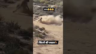 TIGER VS RABBIT In Crazy Forest Race trending short hindisong motivation [upl. by Trofmoc]