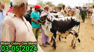 Bhains Colony Mandi Karachi Cattle Update 03052024  FRIDAY Special 150K Lost 😳  Cow Mandi 2024 [upl. by Nitsyrk581]