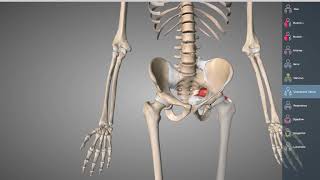 Bäcken osteologi och ligament [upl. by Kari]