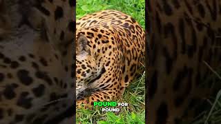 Jaguar Power 2025 animalfacts wildanimalfacts facts [upl. by Mik]