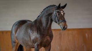 Horse for Sale  Piro free Lusitano mare – perfect amateur ride REF689 [upl. by Nikos]