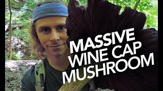 Massive Wine Cap Mushroom Found In Mulch [upl. by Yekcir]