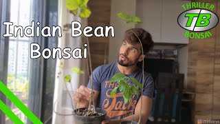 Making a bonsai of Indian bean tree  Catalpa bignonioides [upl. by Eniamart]