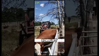 How a Forklift Saved This Cows Life in the Most Unexpected Way shorts short [upl. by Gerhard]