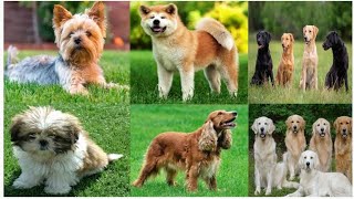 List of 30 Popular Dog Breeds name and English dog name and pictures [upl. by Tomkin338]